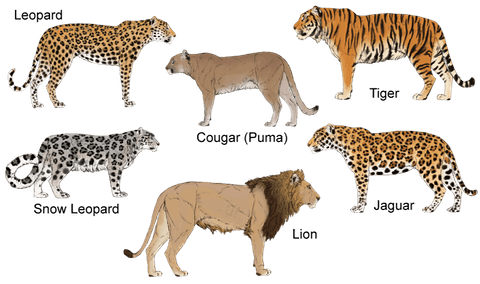 Big Cats