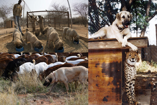 Livestock Guarding Dog