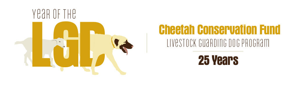 Established in 1994, 2019 marked the 25th anniversary of CCF's Livestock Guarding Dog program.