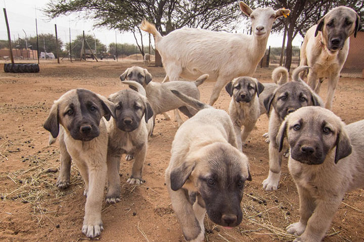 Anatolian Shepherd puppies live alongside with the herd.