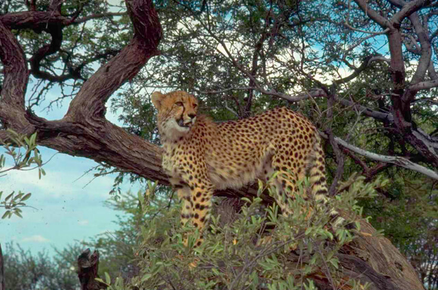 Cheetahs face even more hardship in bush encroached territories. They have to adapt in every aspect of their life, such as hunting.