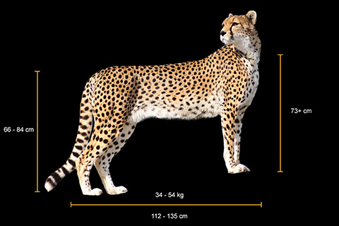 Cheetah body measurements