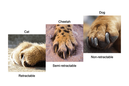 Compare the cheetah's claws to that of the dogs and other cats, it's somewhere in between in terms of retractability.