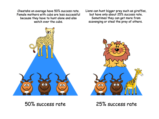 Cheetah and lion have drastically different preys, hunting strategies, and success rates.