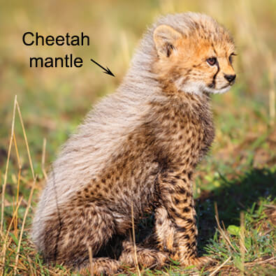 Mantle on cheetah cub's back provides a form of camouflage that's critical to its survival.