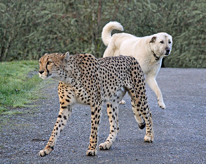 Cheetah and LGD