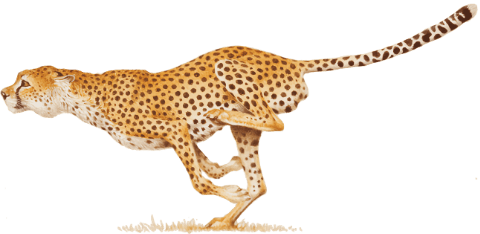History of the Cheetah