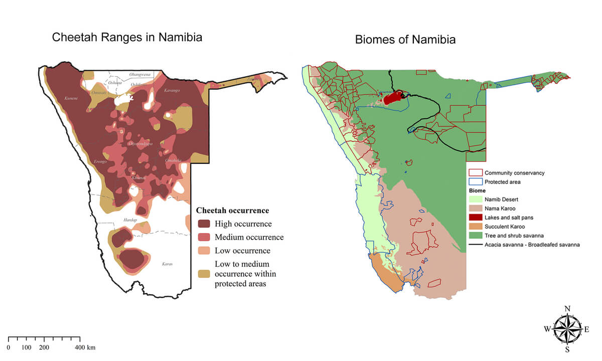 Map of Namibian biomes and cheetah ranges in Namibia. Cheetahs prefer the savanna biome which supports the animals they prey on.