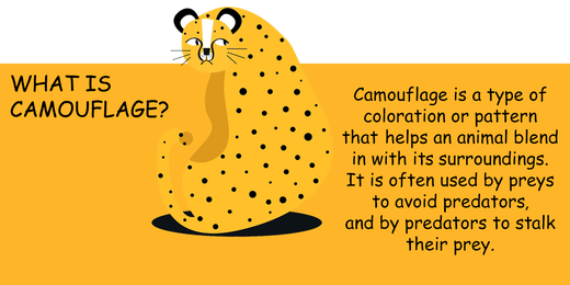 What is camouflage?