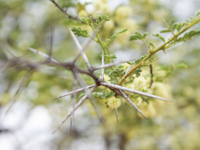 Thickened thorn bush degrades entire habitat and poses problems for all species of animals in that habitat.