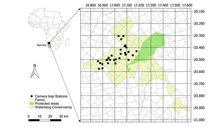 Cheetah movement study with camera traps in the Greater Waterberg Conservancy. (Image credit: Cheetah Conservation Fund)