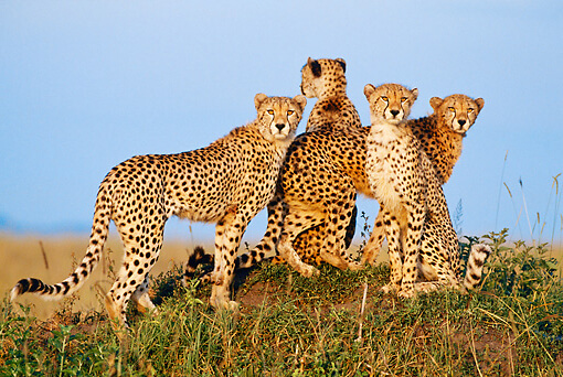 A coalition of cheetahs on the lookout.