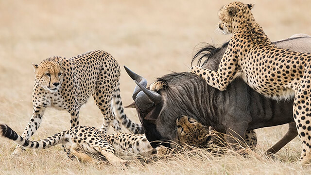 Cheetahs in a coalition need to work together as a team to bring down larger and stronger prey, such as this wildebeest.