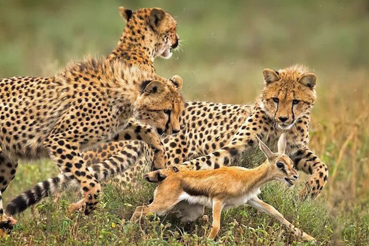 Cheetah cubs learning how to hunt.