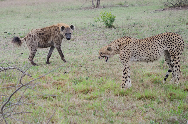 Cheetahs often have to come to face hyenas in competition of food.