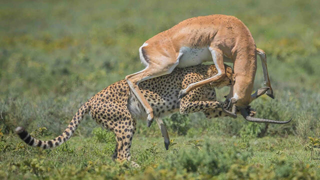 One of cheetahs' favorite type of prey are the gazelles, although they are very vigilant, fast and agile, thus are hard to catch.