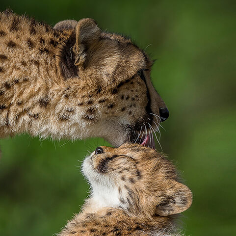 Cheetah grooming