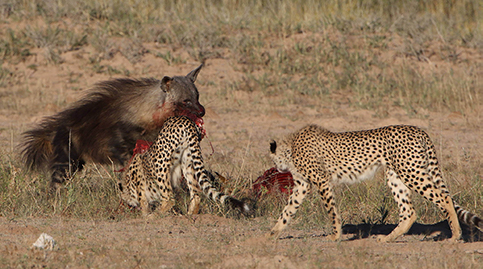 Hyenas often try to either steal cheetahs' killed preys or scavenge on the remains.