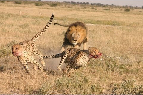Lions will often take over the cheetah's prey easily as they are superior in strength.