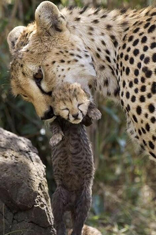 Cheetah cubs are born blind, so they need their mother's care.