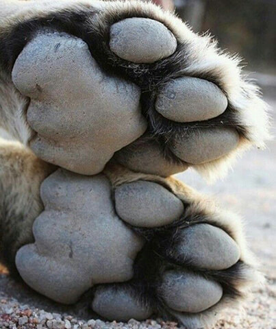 The paws of the cheetah have a distinct shape compared to some of the other carnivores.
