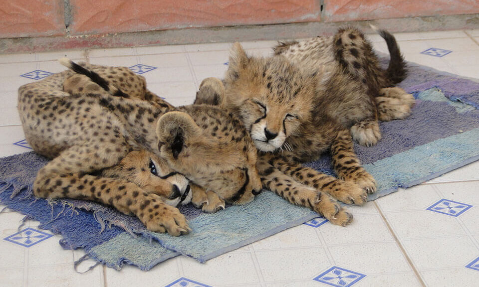 Most cheetah cubs trafficked and sold end up as buyers' pets. The cubs consequently suffer from shock, malnourishment, and unsuitable living conditions.