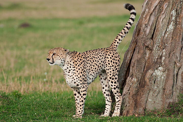 Cheetahs often mark their scent on tree trunks with their urine. This behavior is common among cats.