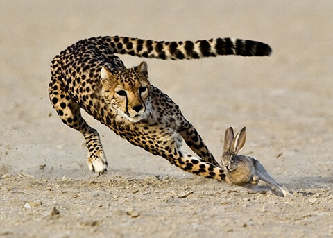 The cheetah's tail is responsible for controlling balance during a high speed run.