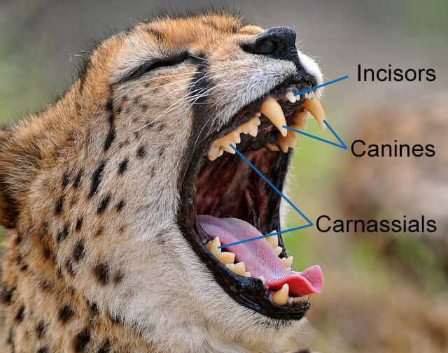 The three types of teeth of the cheetah: the incisors, canines, and carnassial.