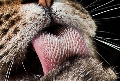 Papillae on cheetah's tongue
