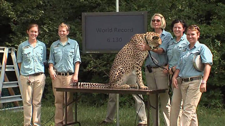 In 2009, Cincinnati Zoo's cheetah Sarah set the record of the world's fastest cheetah, as she sprant 100m in just 6.13 seconds. The best record for 100m by humans was from Usain Bolt, finishing in 9.58 seconds.