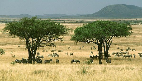 African savannas have rich fauna biodiversity and house the habitats of a wide range of wildlife.