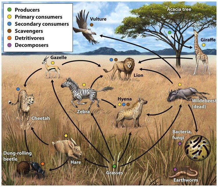 A simplified illustration of the food web of a savanna ecosystem.